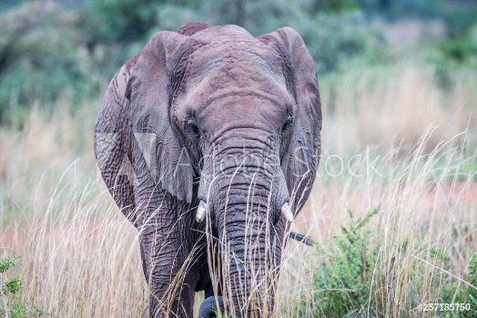 Image de Elephant standing in the high grass